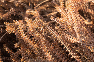 Dry grass plant in sunrise at north of thailand