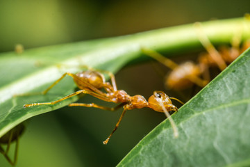 Red Ant make Nest from Leaves.