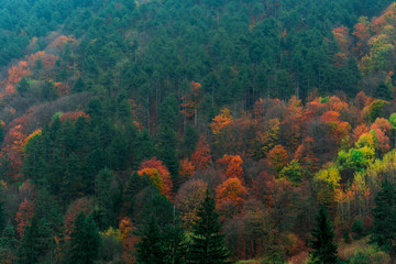 Autumn palette of the leaves of the tree in the woods