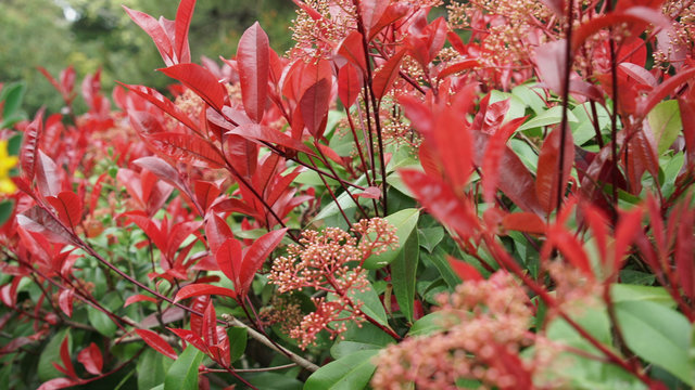 Beautiful flowers growth in the garden. flowerbed with green-stuff in summer season.