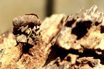 Empty cicada molt shell on a old wood.