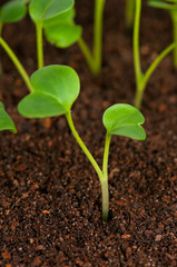 Young green sprouts