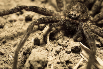 Scary predator spider.