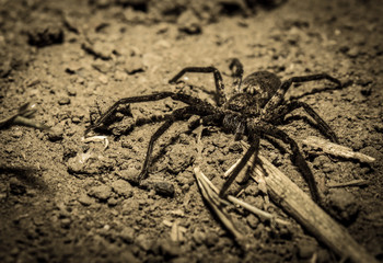Scary predator spider.