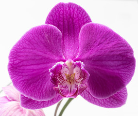 Purple orchid with bud on a white background