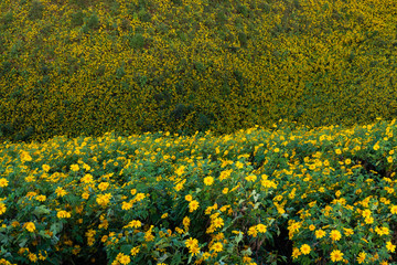 Obraz premium Thung Bua Tong Destination Tree marigold or Mexican sunflower blooming field at Khun Yuam, Mae Hong Son, Thailand
