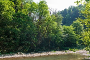 Obraz na płótnie Canvas Dense green forest on the rocky shore of the mountain river