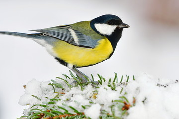 Obraz na płótnie Canvas great tit siting on snow covered branch during winter
