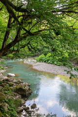 Mountain river with stony shores in the dense green forest