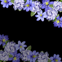 Beautiful floral background of liverwort and hyacinth 
