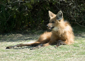AGUARA GUAZU en peligro de extincion