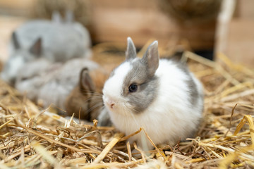 Netherland Dwarf rabbit is one of the smallest rabbit breeds. Its popularity as a pet or show rabbit may stem from its neotenic appearance.
