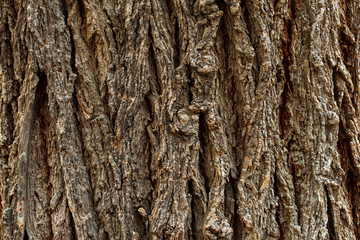 Wood background texture