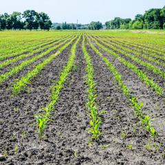 Field of seedlings of corn. Young corn in the field