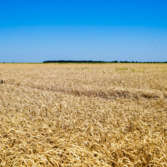 field of wheat