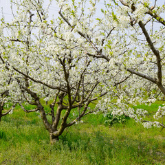 Flowering white plum