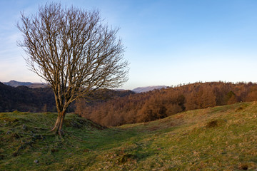 winter,tree and mountain,tree roots,lake district,wilderness,environment,mountain,season,sunrise,background,view,beautiful,desolate,outdoors,rock,travel,the lake district,landscape background,landscap