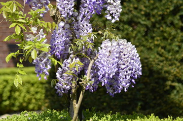 Obraz premium flowers in the garden