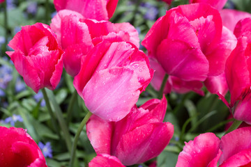 Tulips fields near Amsterdam, Netherlands