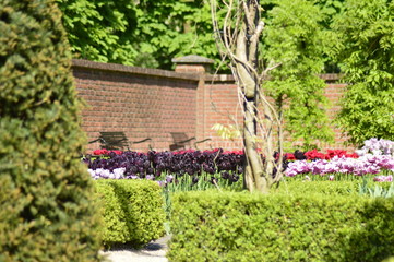 flowers in the garden