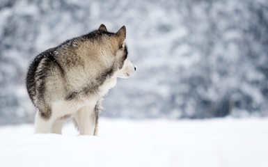Alaskan Malamute dog on a winter