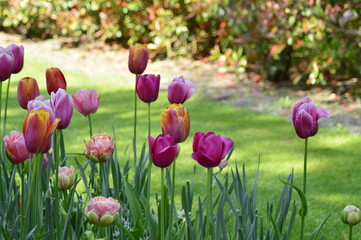 Obraz premium spring flowers in the garden