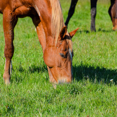 Horses graze in the pasture. Paddock horses on a horse farm. Wal