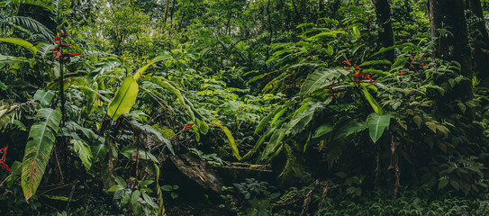 Central America Rainforest Jungle panorama, Costa Ricaa
