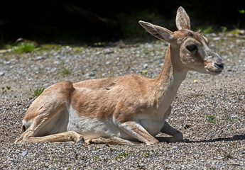 Persian goitered gazelle. Latin name - Gazella subgutturosa