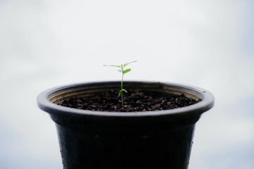 cultivation in an indoor marijuana for medical purposes