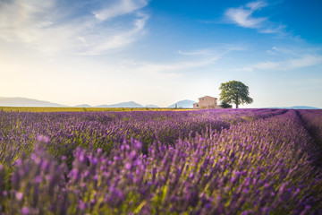 Naklejka na ściany i meble Lavender fields near Valensole, Provence, France