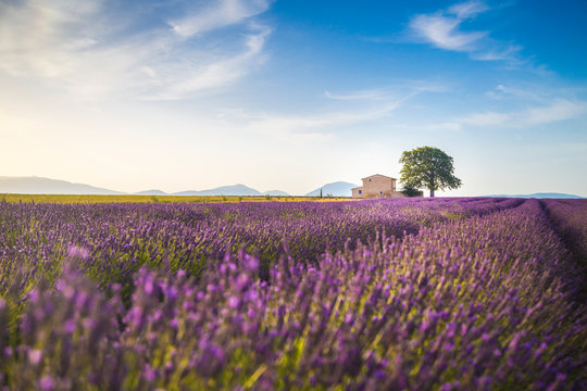 Lavender fields near Valensole, Provence, France