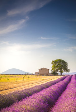 Lavender fields near Valensole, Provence, France