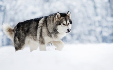 Alaskan Malamute dog on a winter