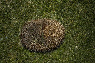 Forest wild hedgehog on a green lawn
