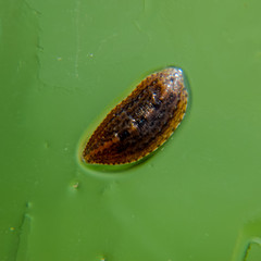 Leech on the glass. Bloodsucking animal. subclass of ringworms f