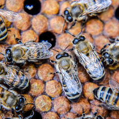 Macro photograph of bees. Dance of the honey bee. Bees in a bee