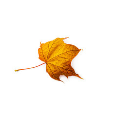 Autumn leaf