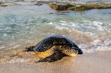 Sea Turtle Arriving on Shore:  An incoming tide helps a large sea turtle, ready to lay eggs, onto a beach in the Hawaiian Islands.