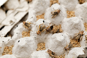 many insects crickets and protein foods for