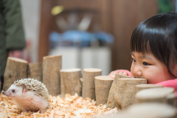 ハリネズミに触る子供