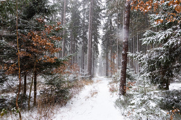 Snowfall in forest. Winter landscape..South Bohemian region.