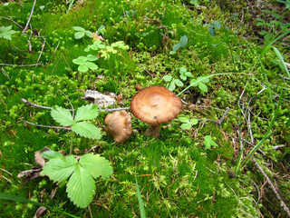Mushrooms on a green meadow