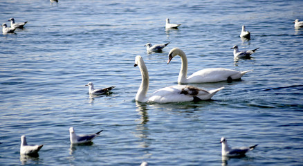 two white swans and seagulls  