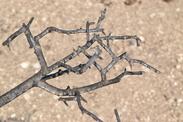 Charred Branches