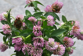 Blossom of the clover of red