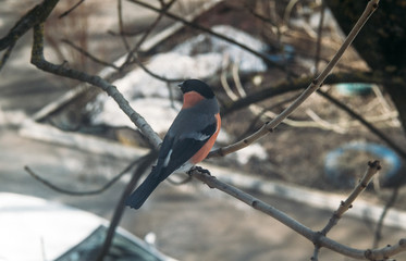 bird on branch