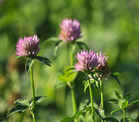 Obraz premium Blossom of the clover of red