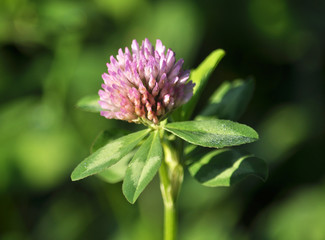 Blossom of the clover of red
