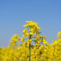 Obraz premium Rapeseed field. Yellow rape flowers, field landscape. Blue sky a